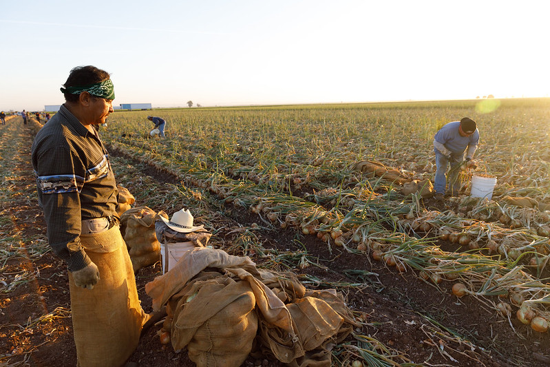 Farmworkers harvest onions in a field as the sun goes down.
