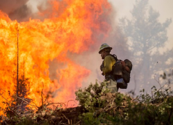 A federal firefighter standing on some fallen trees and debris, trying to put out a forest fire