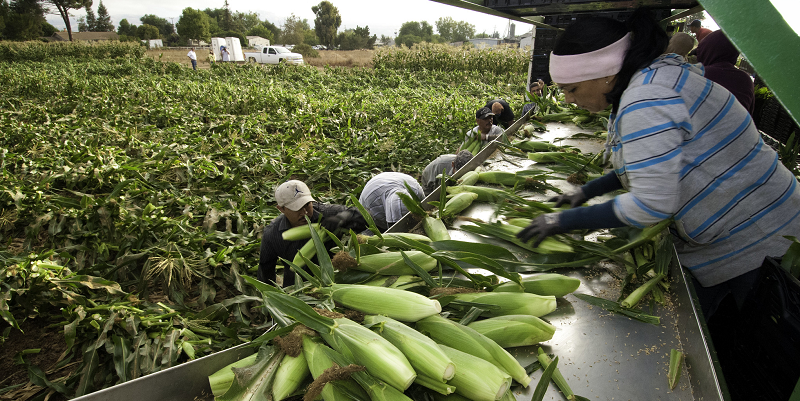 Trabajadores migrantes cosechan maíz en una granja en California.