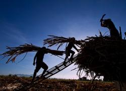 Workers in the Philippines stack hay