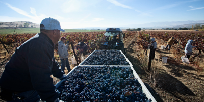 Farmworkers load grapes into a truck on a sunny day.