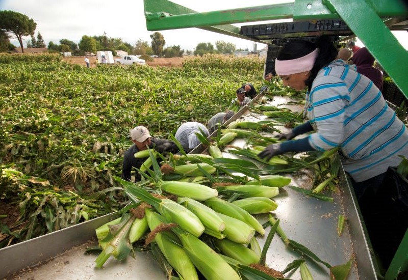 A woman examines ears of corn at an agricultural facility. A field and other workers are in the background. 