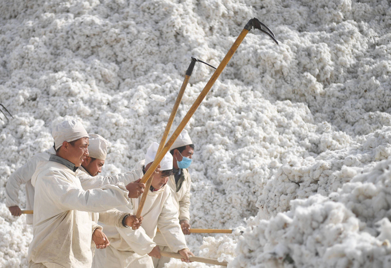 Cinco trabalhadores vestindo branco usam ancinhos grandes em uma grande pilha de algodão.