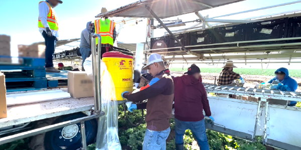 Farmworkers break for water while gathering lettuce.