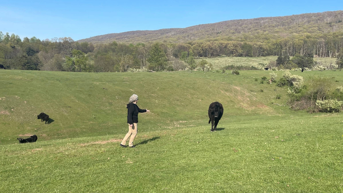 Beth Loy walking towards a cow in an open field.