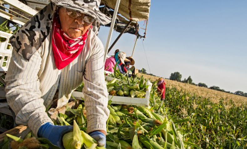 A farmworker helps harvest corn in a field.