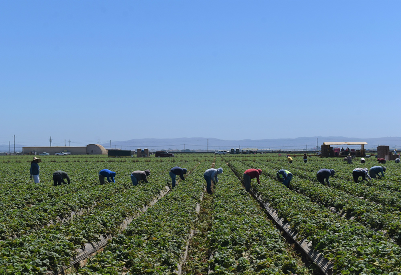 More than a dozen workers harvest crops in rows across a large field. Mountains can be seen in the background.