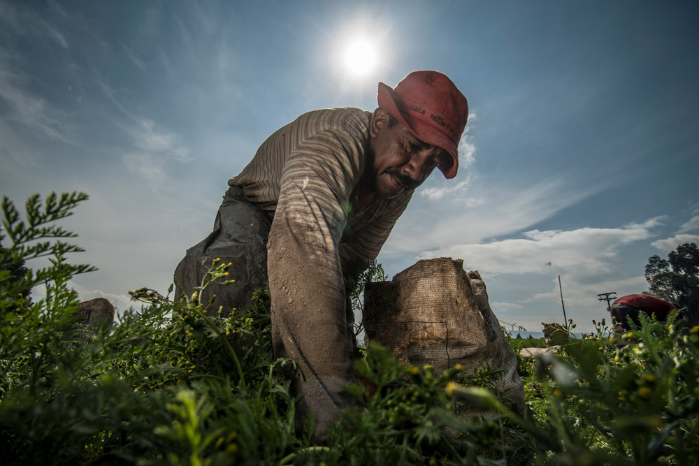 A male farmer under the blazing sun tends to his crops.