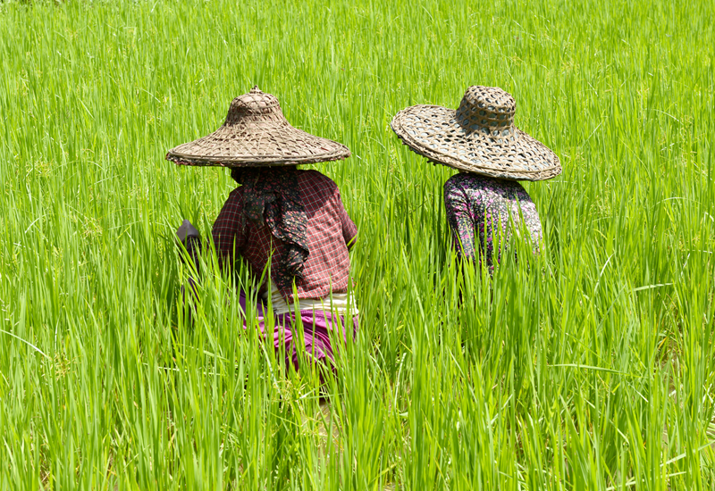 Dos mujeres con sombreros de paja de ala ancha vistas de espalda mientras trabajan en un campo con plantas altas y verdes parecidas al césped.