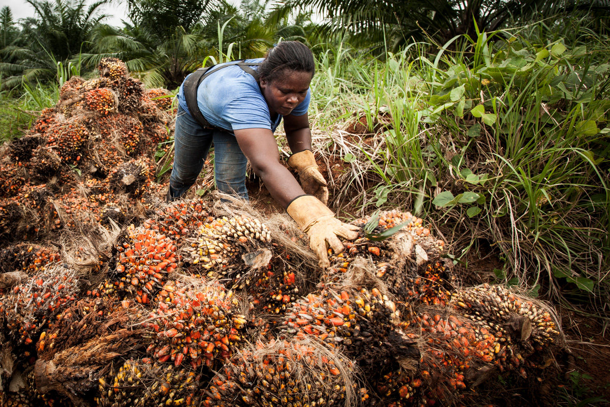 A female farmer tends to her palm oil crop.