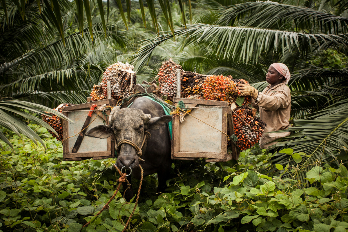 A female farmer loads her cattle with bushels of palm oil crop.