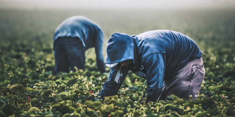 Two workers pick berries in a misty field