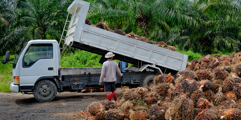 A palm oil worker stands next to a truck