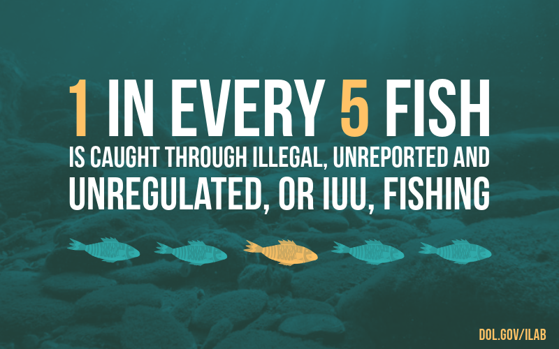 Infographic showing 5 fish. 1 is orange and the other 4 are teal. "1 in every 5 fish is caught through illegal, unreported and unregulated (or IUU) fishing."