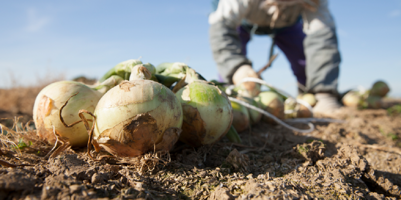 a worker harvests onions in a field