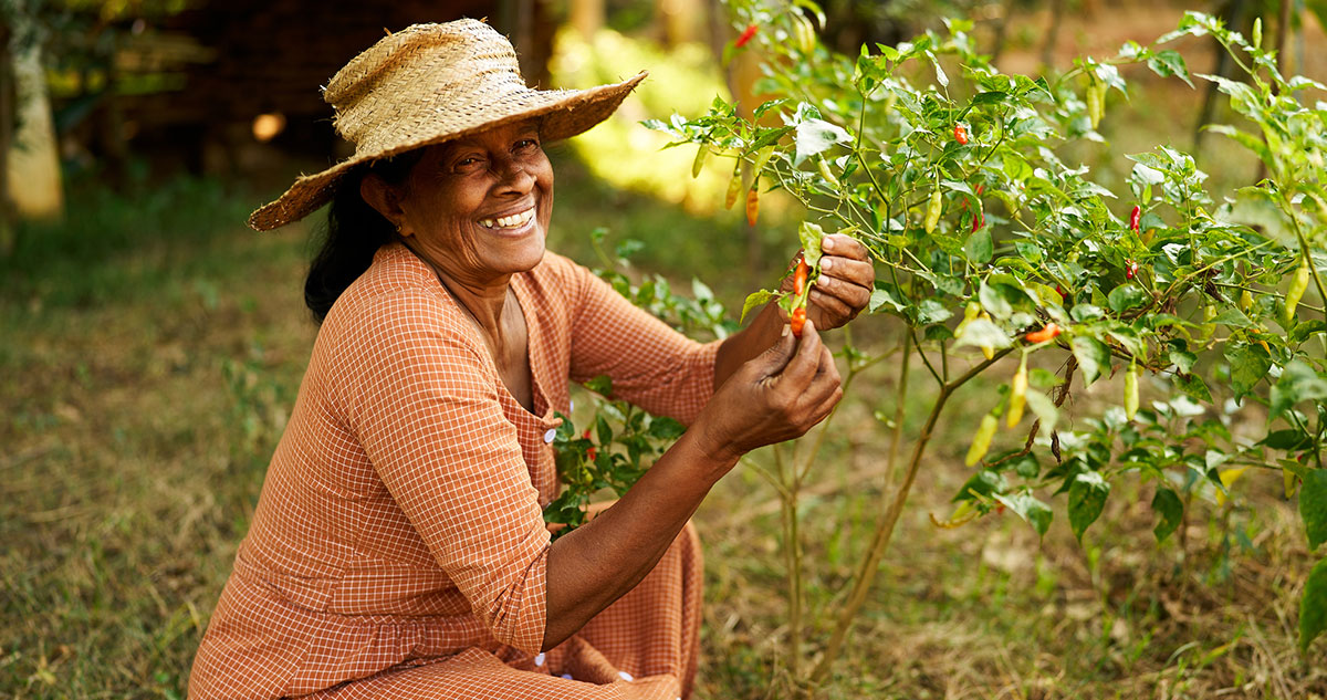 A smiling woman in a dress and straw hat picks peppers.