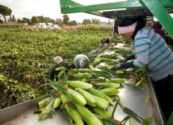 A woman examines ears of corn at an agricultural facility. A field and other workers are in the background. 