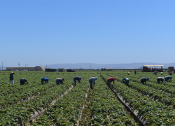 More than a dozen workers harvest crops in rows across a large field. Mountains can be seen in the background.