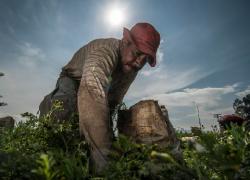 A male farmworker in Colombia tends to his crops under the hot sun