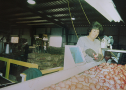 Maria Rodriguez Rodriguez, the author’s mother, is pictured working at a potato packing house.