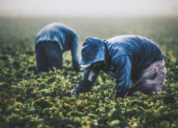 Two workers pick berries in a misty field.