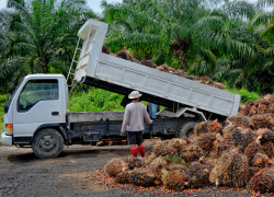 A palm oil worker