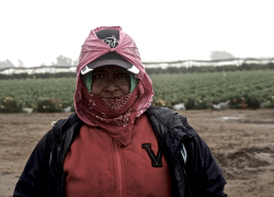 A Hispanic farmworker, protecting her skin with long sleeves, a cap and scarves, stands in front of a field.