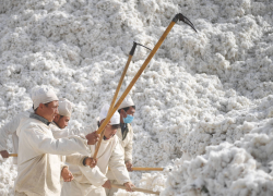 Five workers wearing white use large rakes in a large pile of cotton.