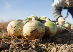 a worker harvests onions in a field
