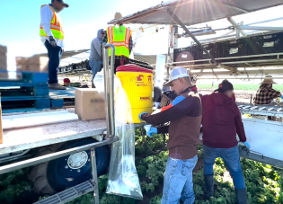 Farmworkers break for water while gathering lettuce.