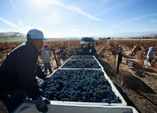 Trabajadores agrícolas en un viñedo cargan uvas en un camión un día soleado.