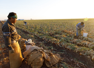 Farmworkers harvest onions in a field as the sun goes down.
