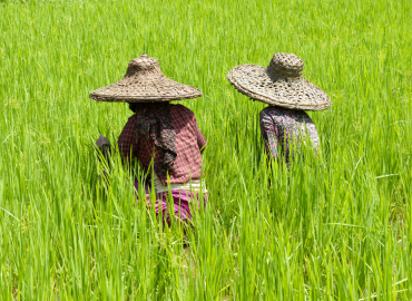 Duas mulheres usando chapéus de palha de abas largas, vistas de costas, enquanto trabalham em um campo com plantas verdes altas semelhantes à grama.
