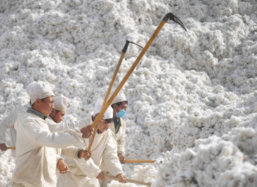 Cinco trabalhadores vestindo branco usam ancinhos grandes em uma grande pilha de algodão.